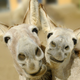Illustration for article titled Amorous Donkeys Reunite After Prudish Complaints Tore Them Apart